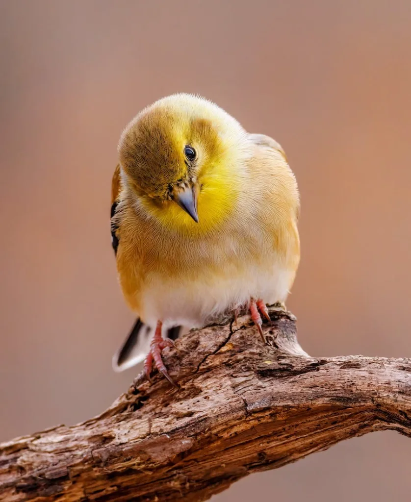 Goldfinch on a branch