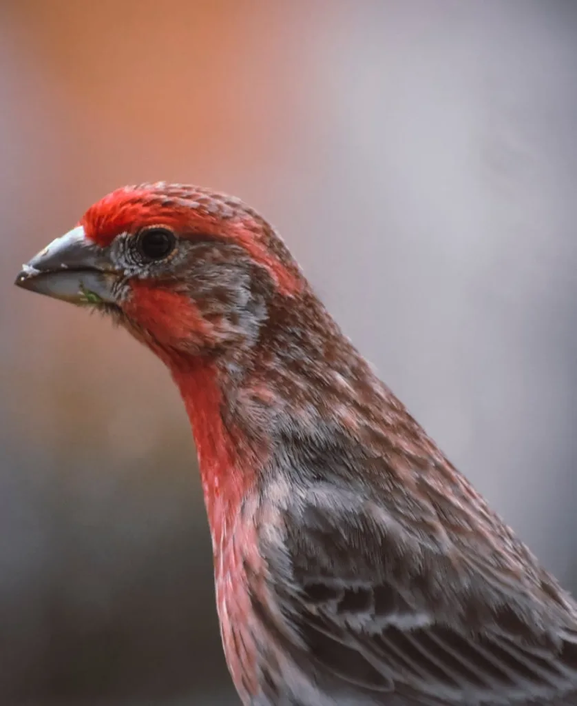 House Finch Spiritual Meaning