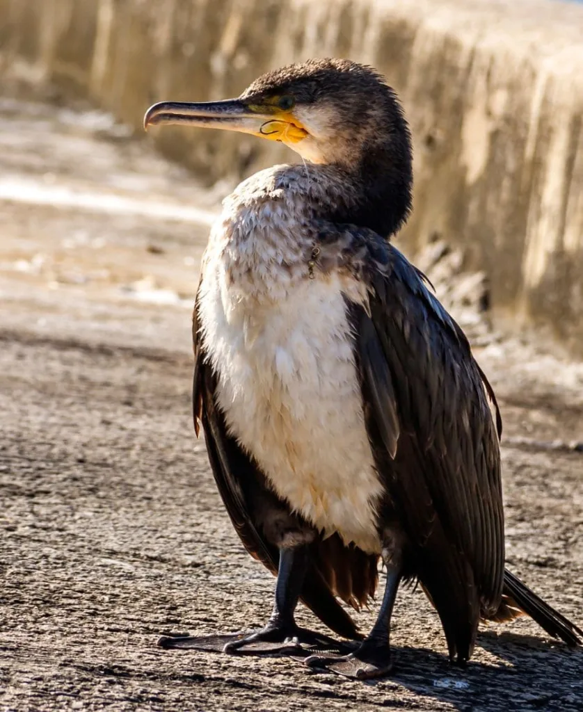 Injured Bird