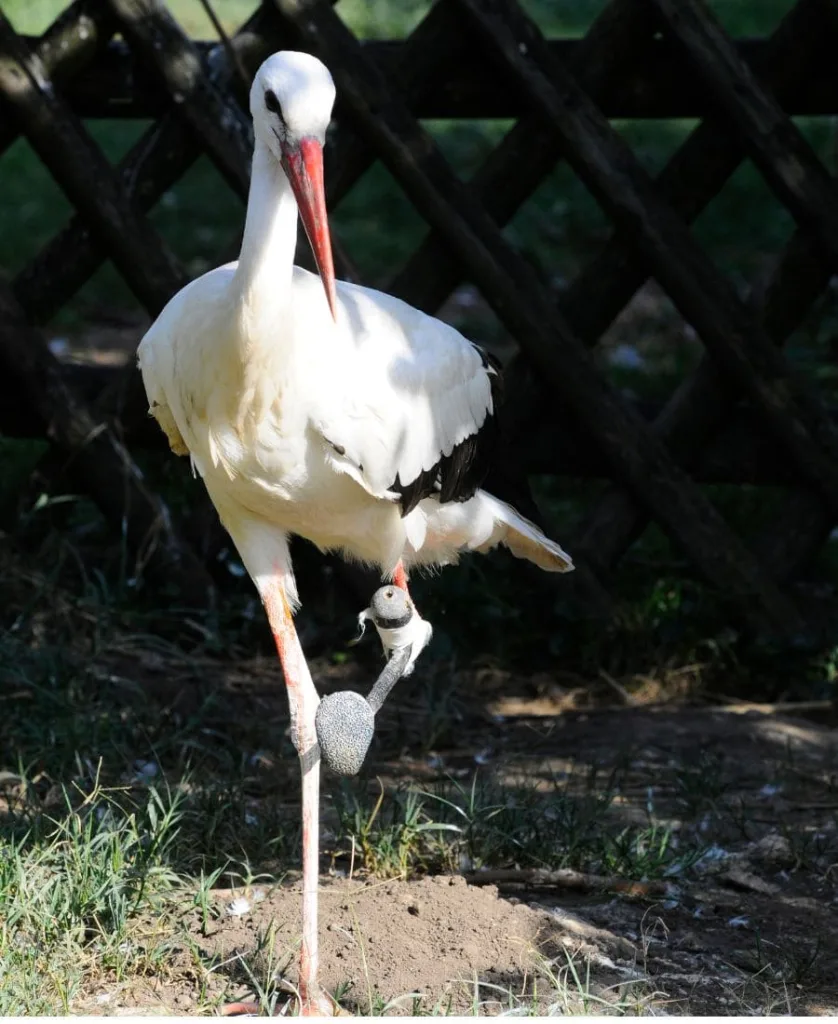 Injured Bird Spiritual Meaning