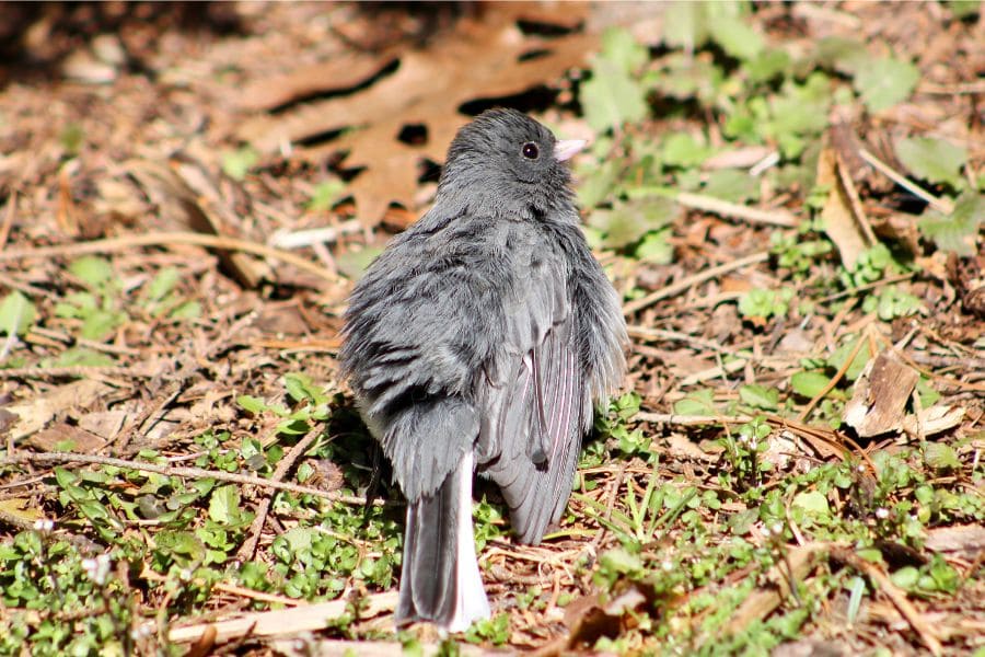 Injured Bird Spiritual Meaning (Angelical Meanings)