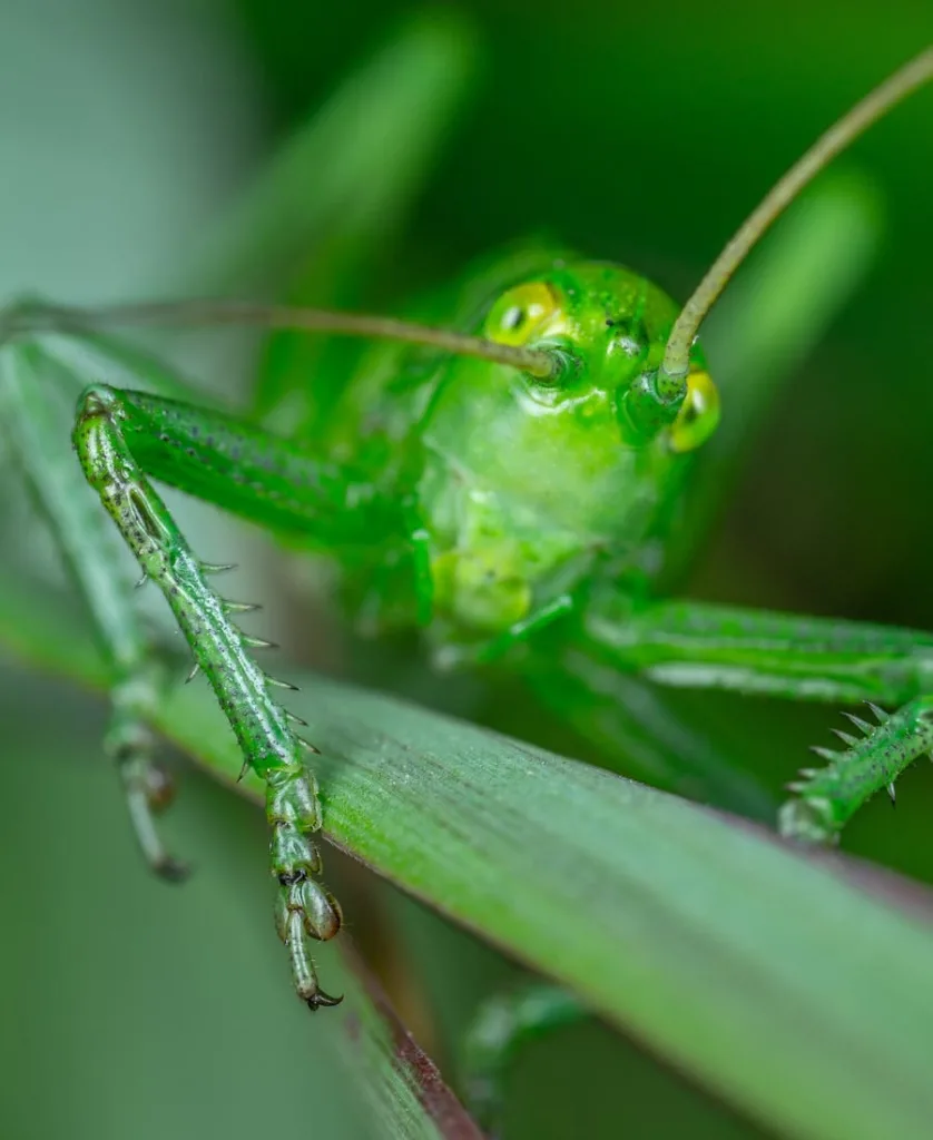 Katydid