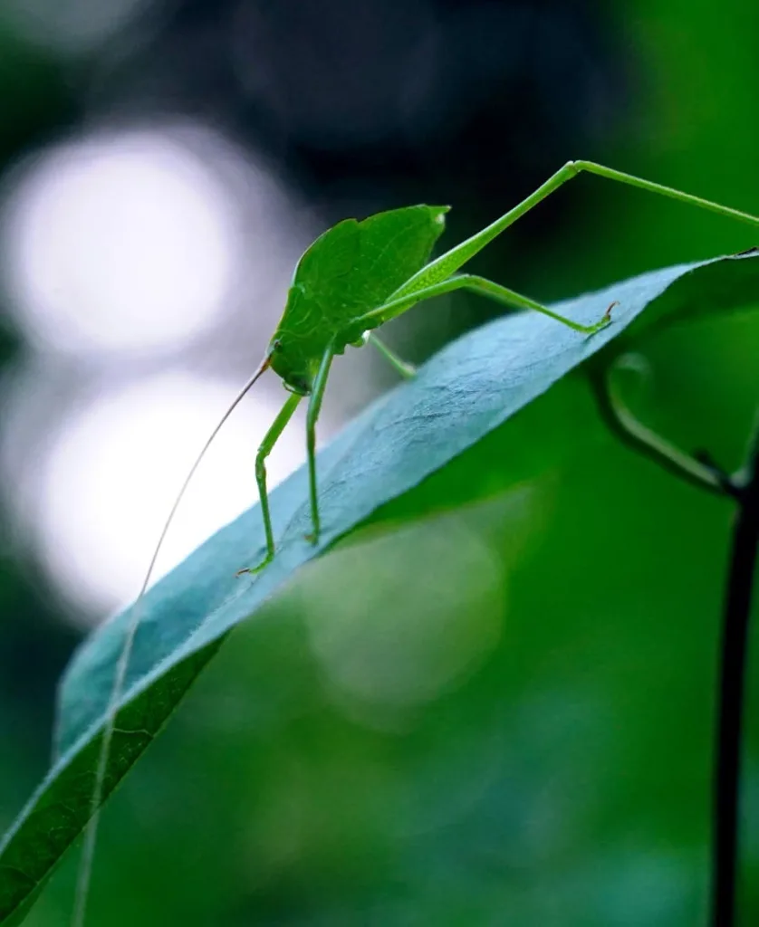 Katydid Spiritual Meanings