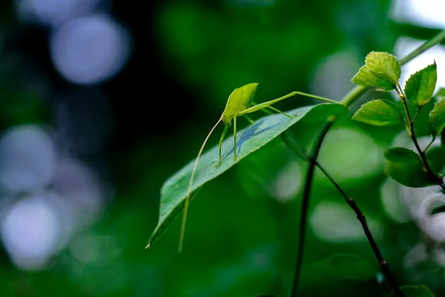 Katydid Spiritual Meanings (9 Powerful Signs)