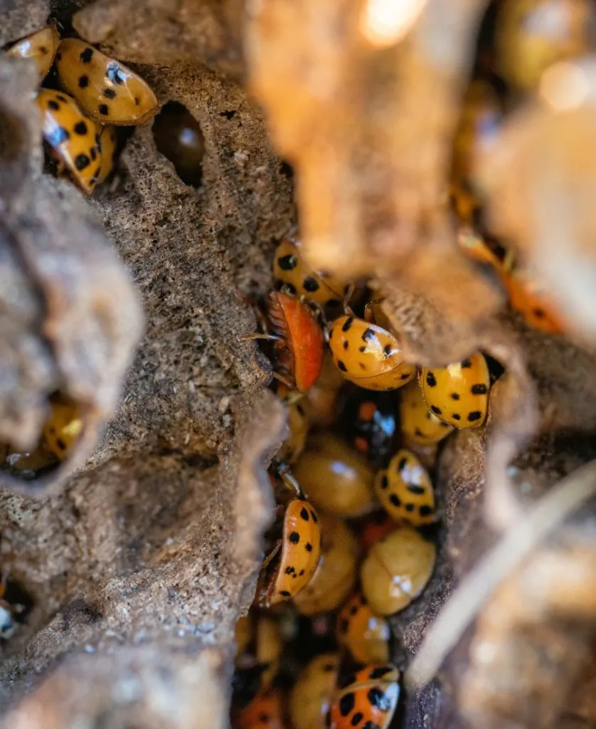 Ladybug