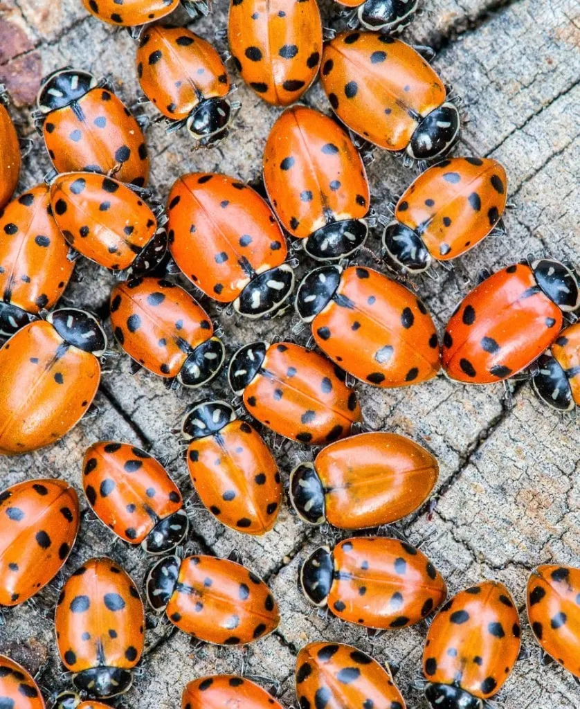 Ladybugs