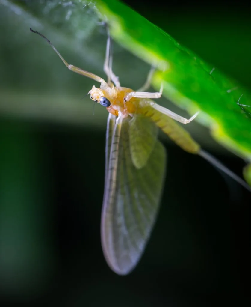 Mayfly