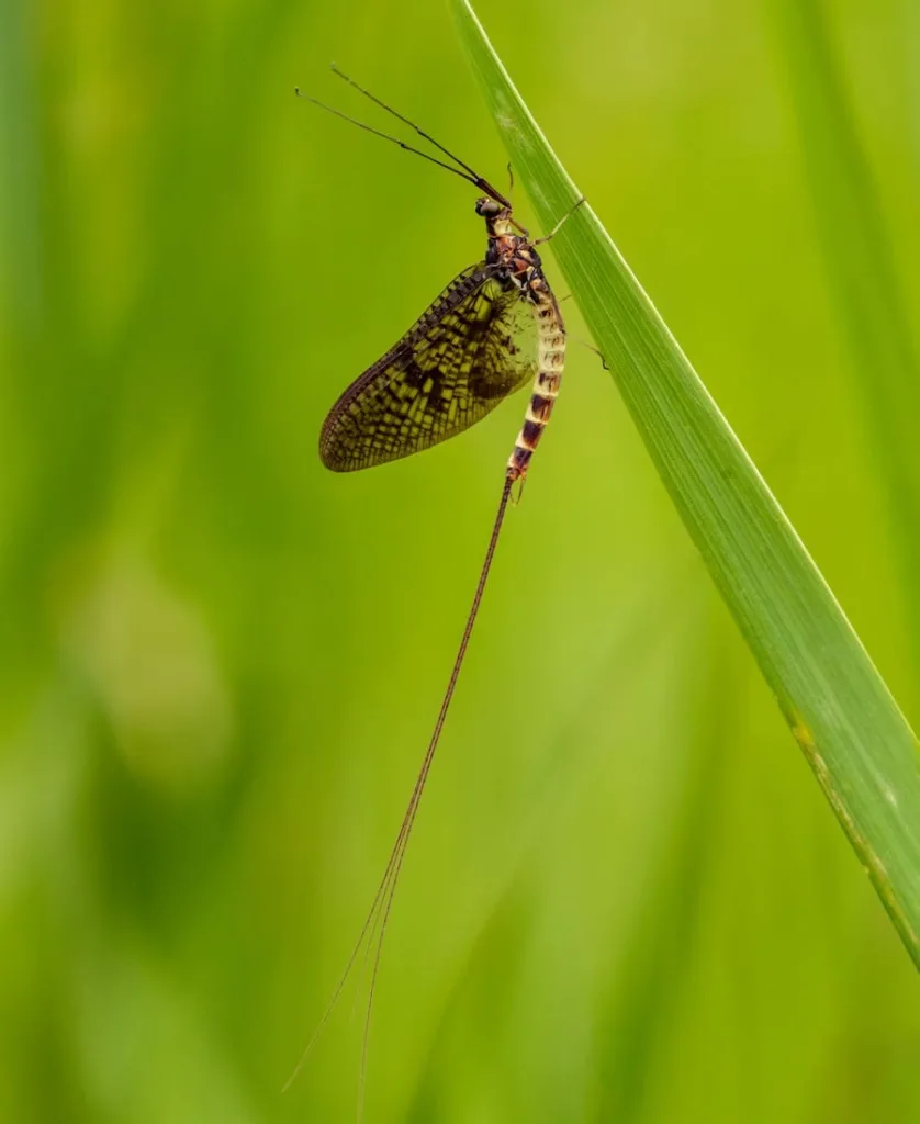 Mayfly Spiritual Meaning