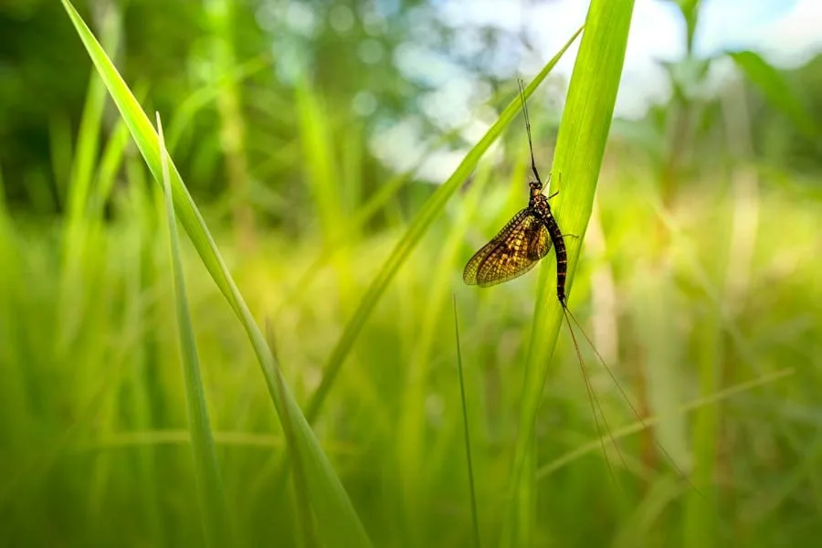 Mayfly Spiritual Meaning_ Unveiling Lifes Transience