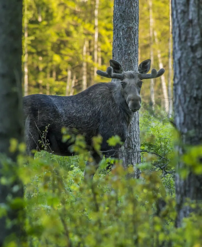 Moose in the woods