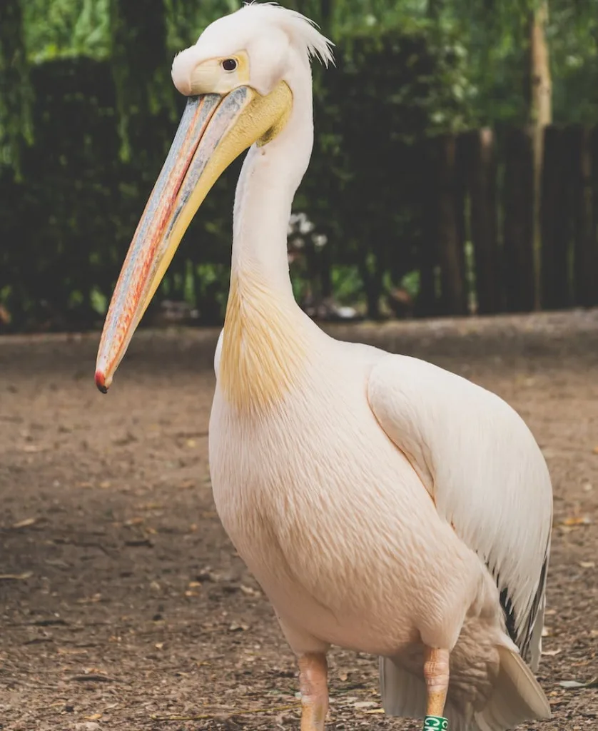 Pelican