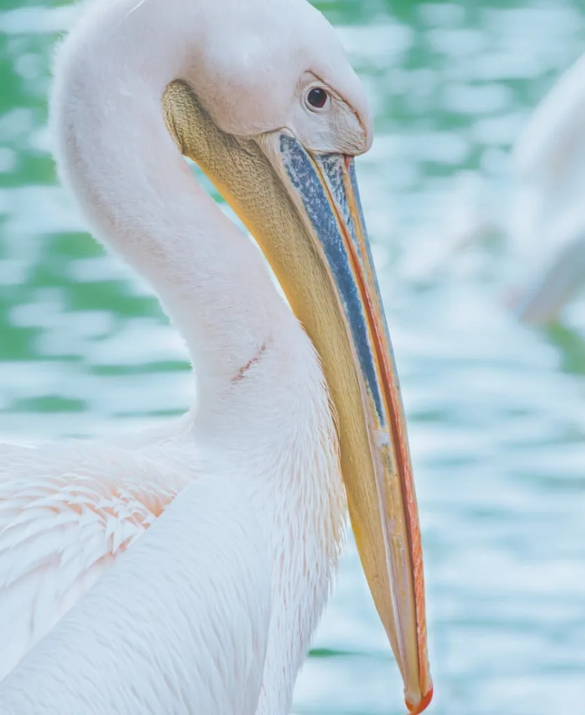 Pelican near to the sea