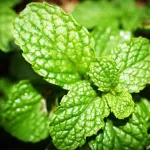 Peppermint Spiritual Meaning: 5 Powerful Messages