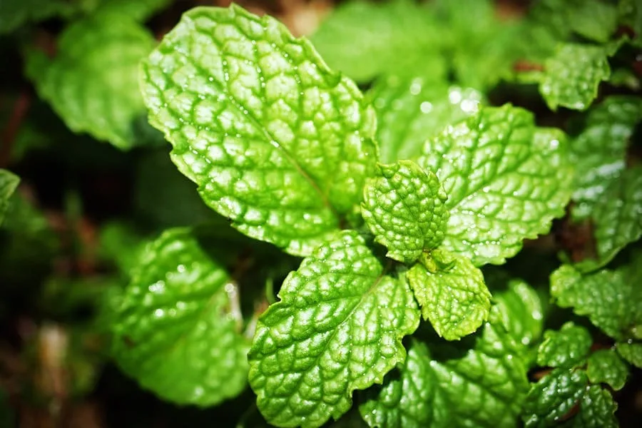 Peppermint Spiritual Meaning: 5 Powerful Messages