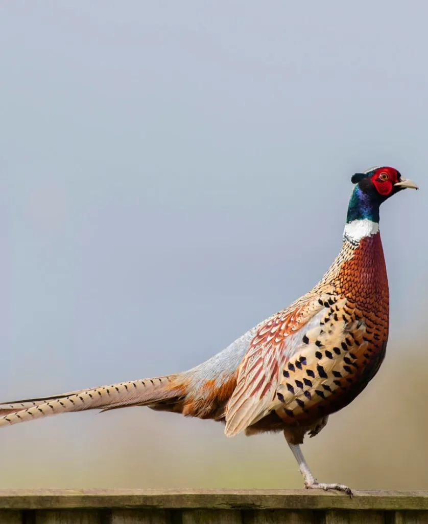 Pheasant