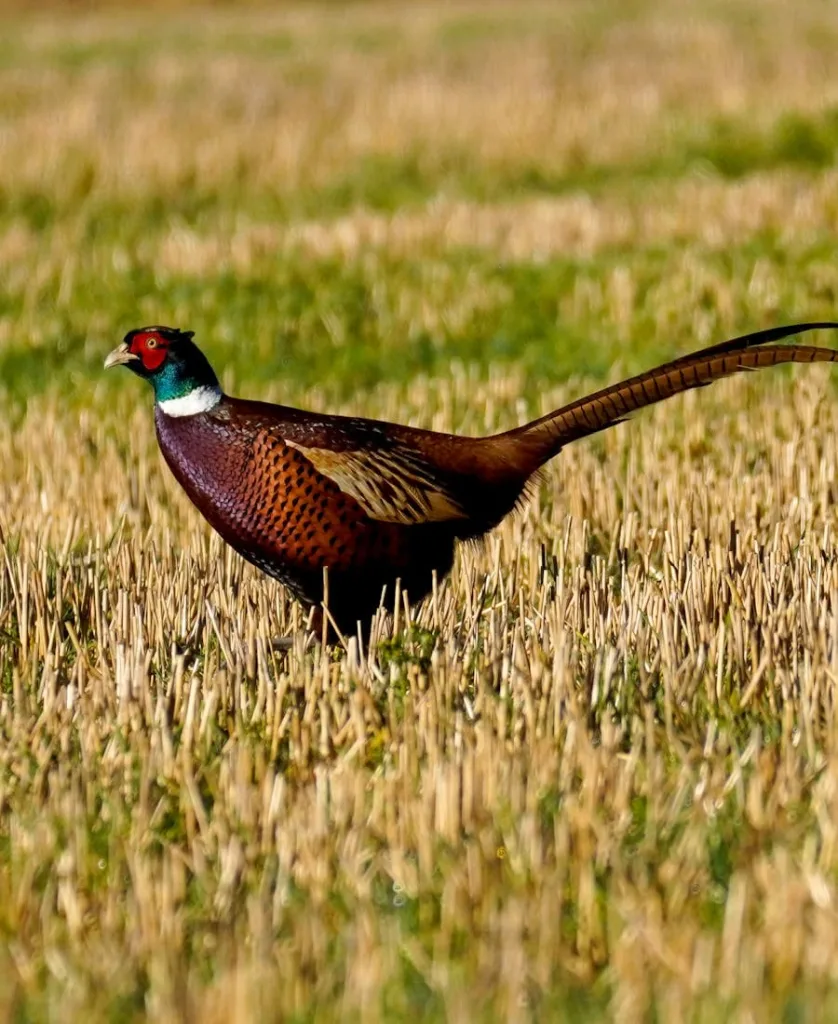 Pheasant Spiritual Meaning