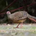 Pheasant Spiritual Meaning (Signs From The Heaven)