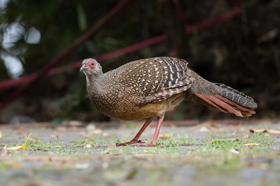 Pheasant Spiritual Meaning (Signs From The Heaven)