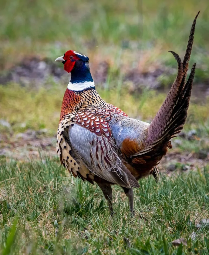 Pheasants