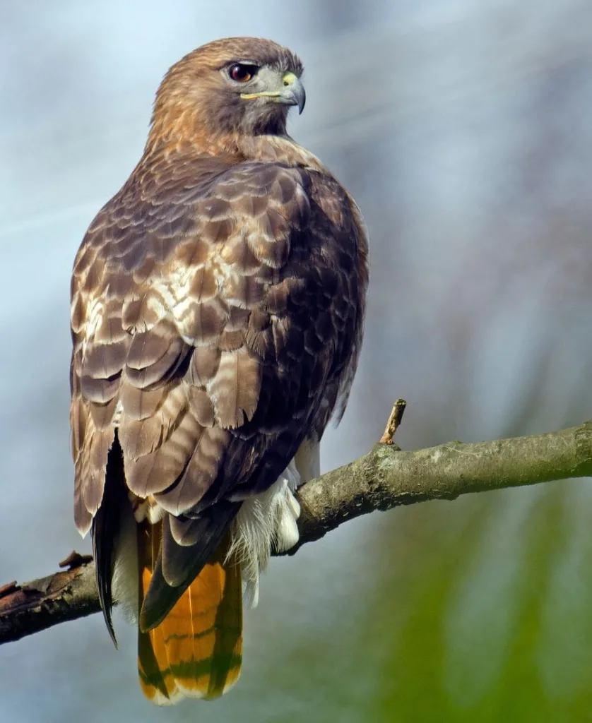 Red-Tailed Hawk