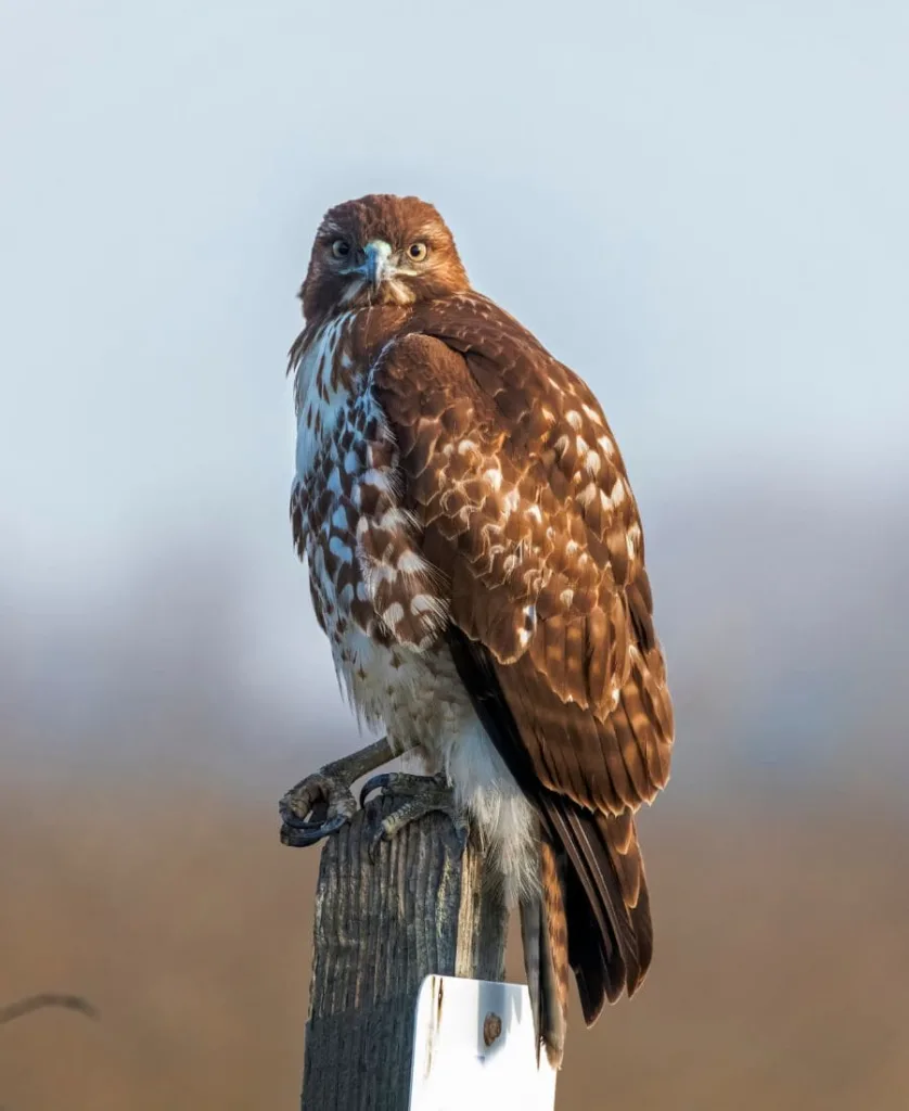 Red-Tailed Hawk Spiritual Meaning