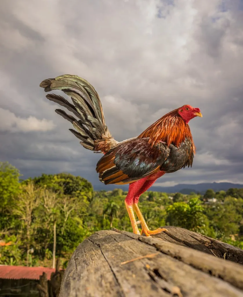 Rooster in a farm