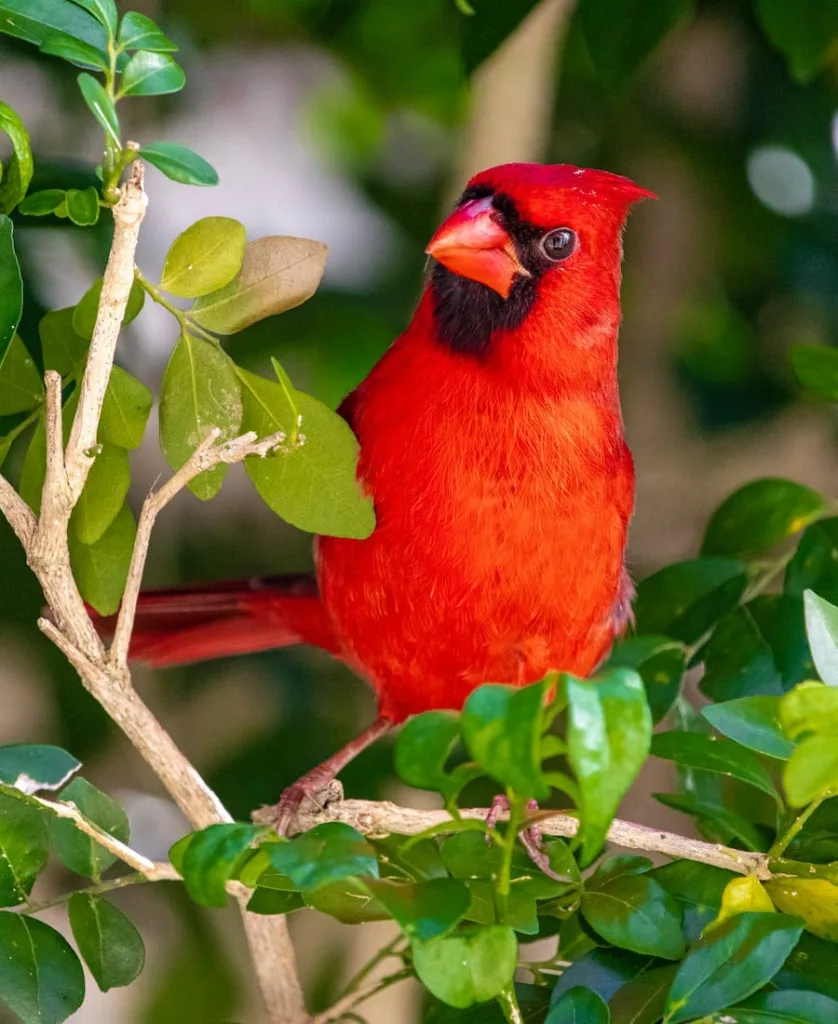 Seeing a Cardinal and Blue Jay Spiritual Meaning