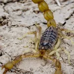 Seeing a Scorpion in the House Meaning (11 Good Messages)