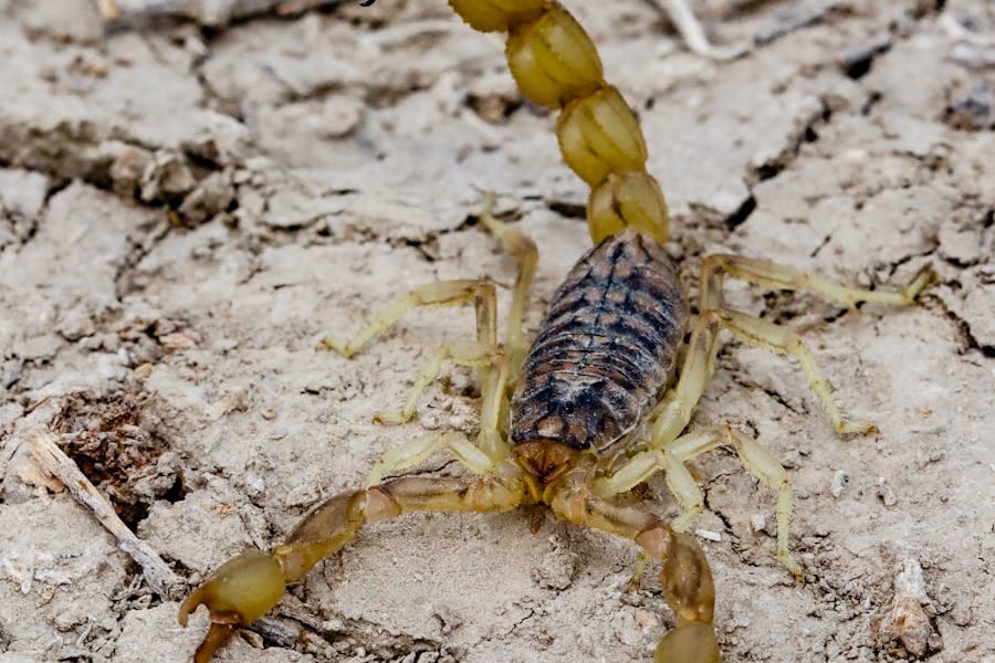 Seeing a Scorpion in the House Meaning (11 Good Messages)