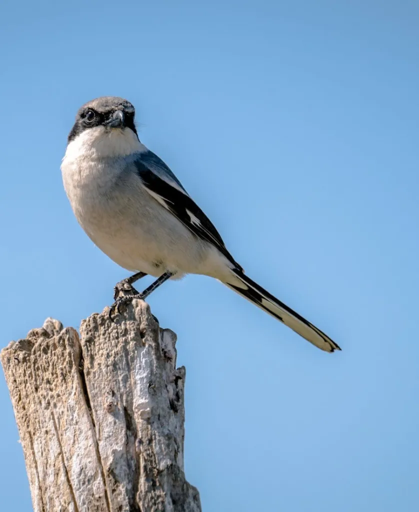 Shrike Spiritual Meaning