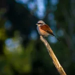 Shrike Spiritual Meaning (Cultural Significance)