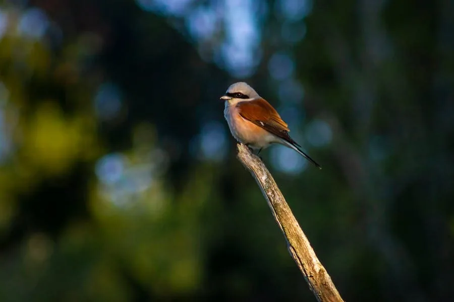 Shrike Spiritual Meaning (Cultural Significance)