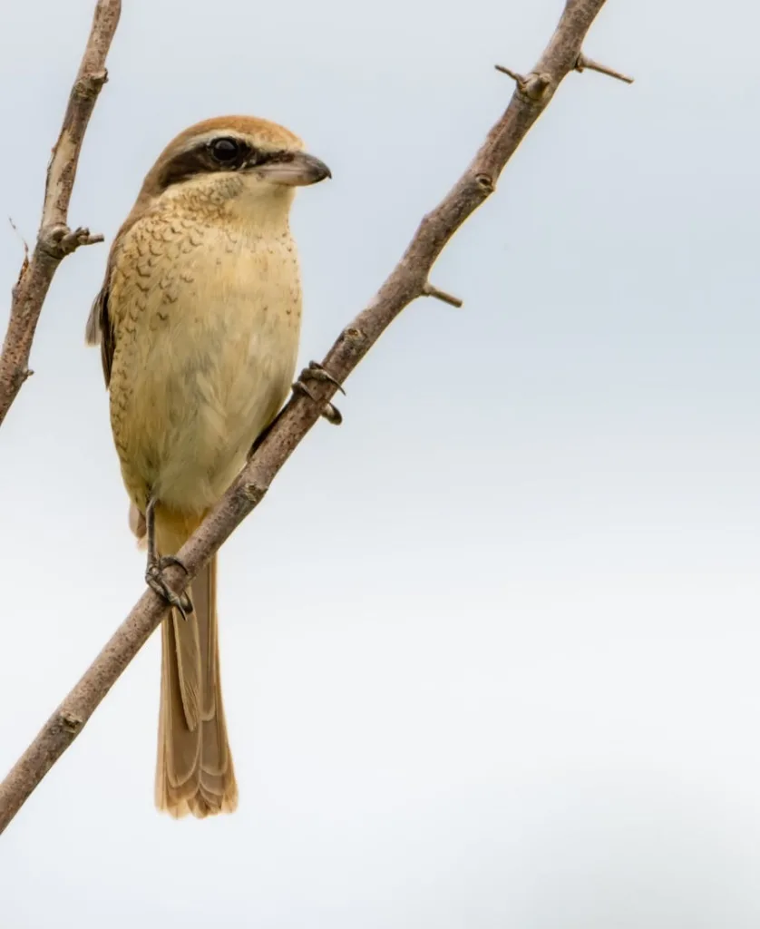 Shrike on a branch