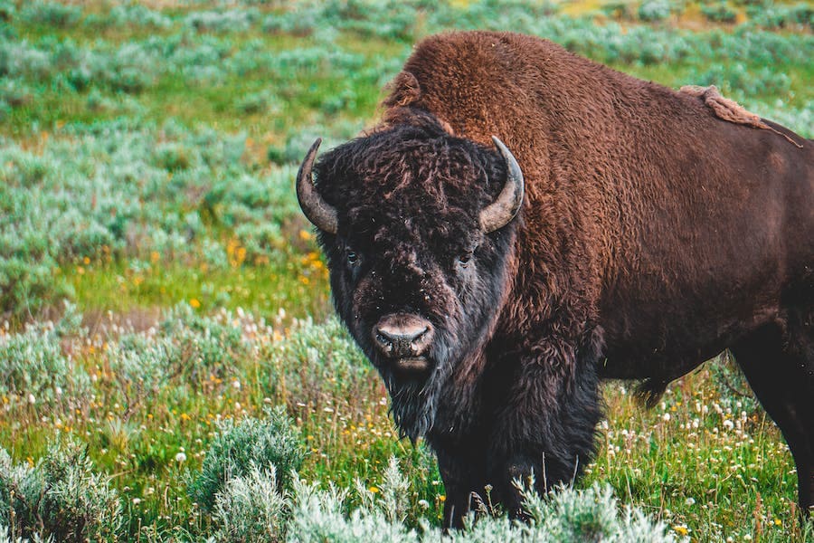 Spiritual Meaning of Bison (7 Good Meanings)