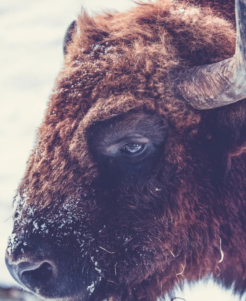 Spiritual Meaning of Bison