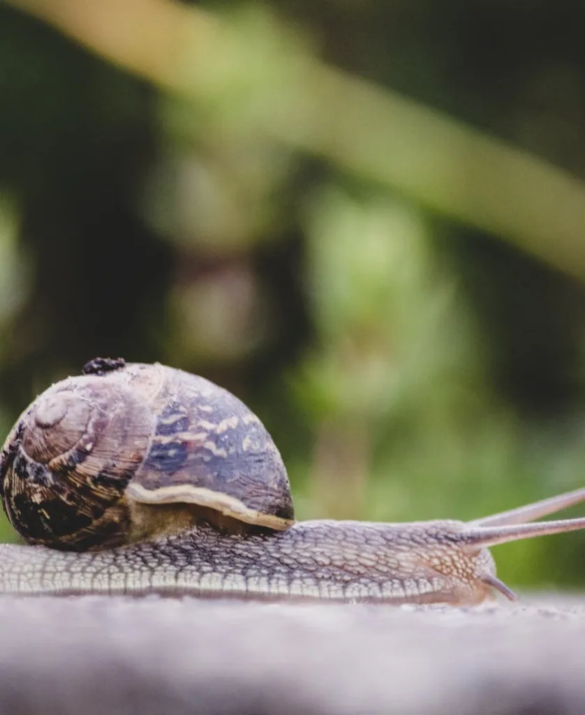 Spiritual Meaning of Brown Snail