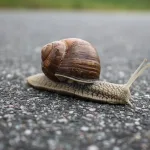 Spiritual Meaning of Brown Snail (Signs From The Heaven)