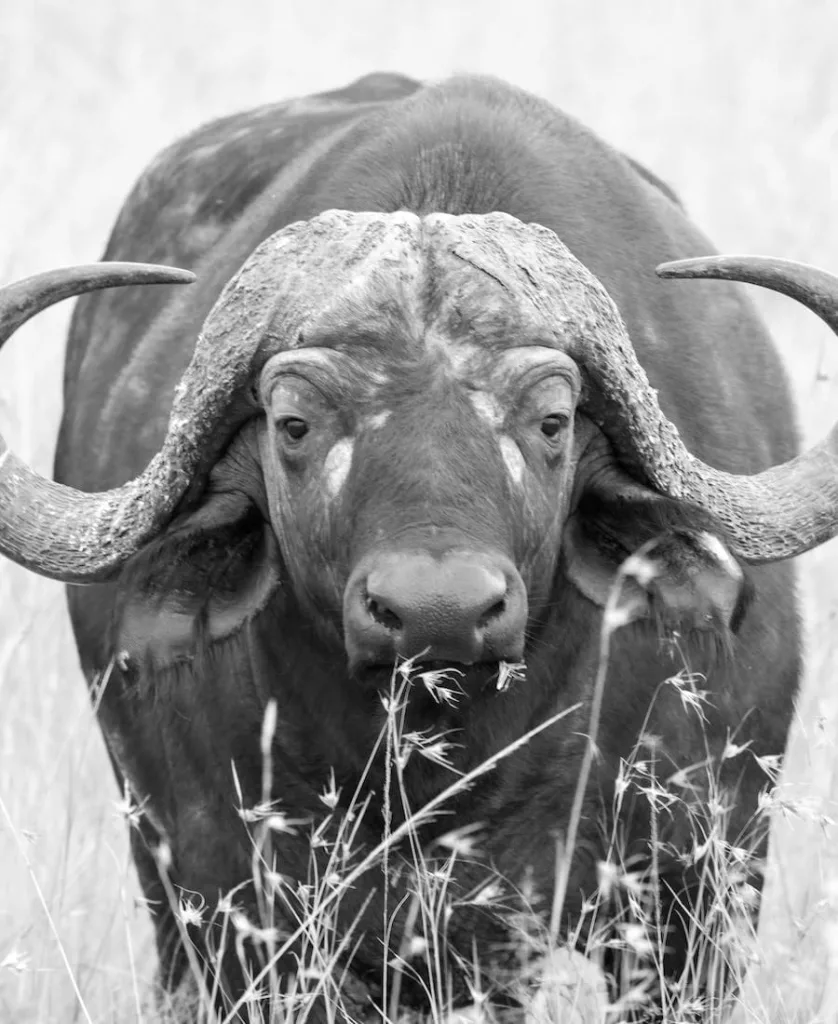 Spiritual Meaning of Buffalo