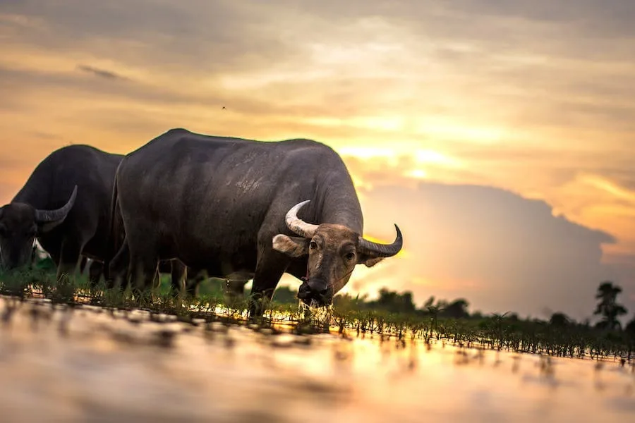 Spiritual Meaning of Buffalo (Answered)