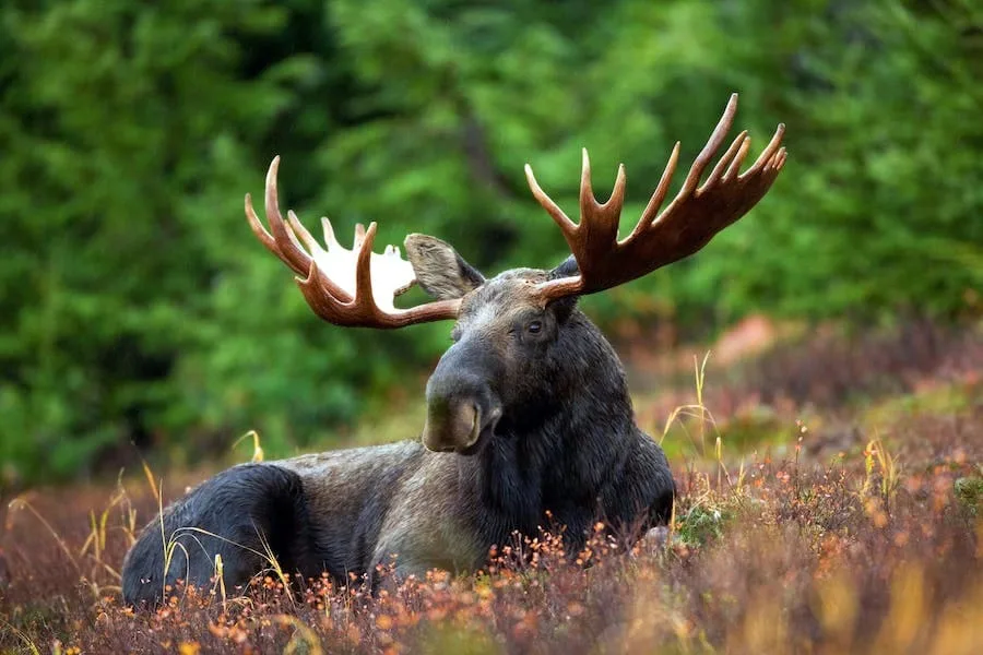 Spiritual Meaning of Moose: 7 Powerful Messages