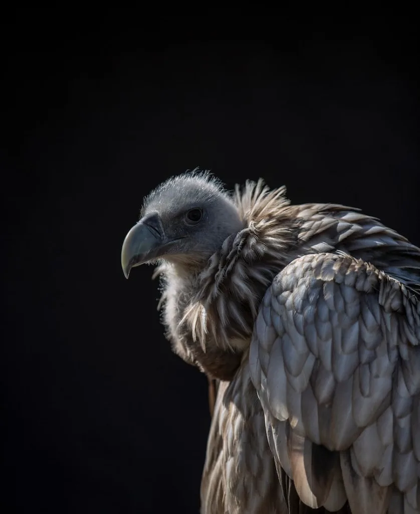 Spiritual Meaning of Vultures