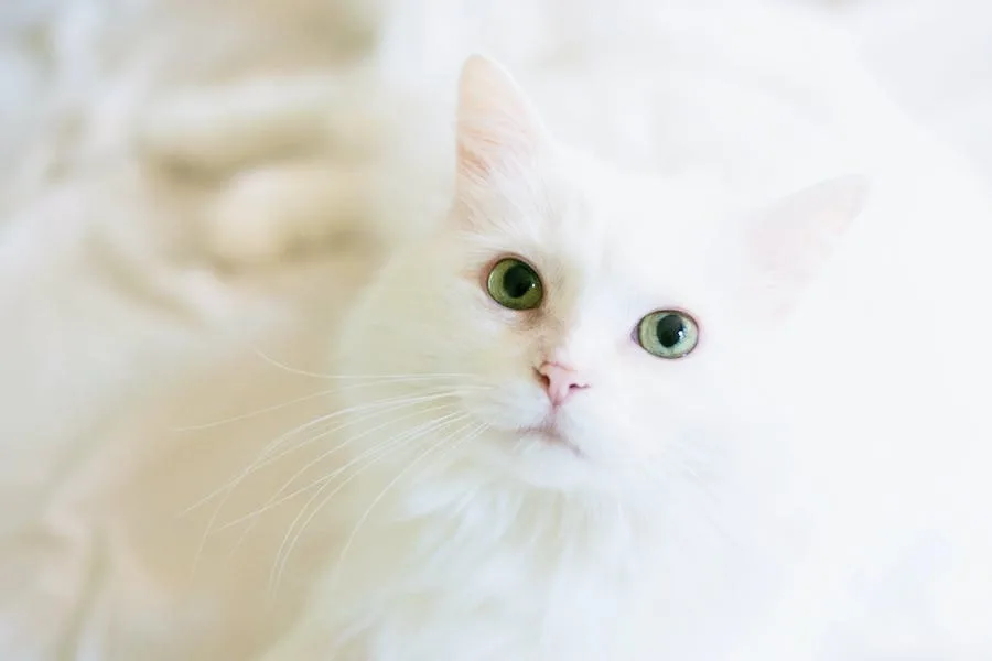 Spiritual Meaning of a White Cat: 10 Symbolic Meanings