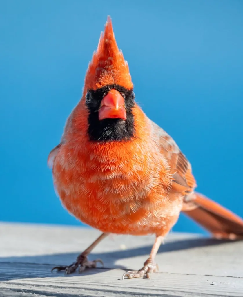 Spiritual Meanings of 2 Red Cardinals Together