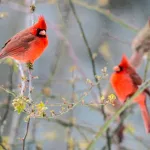 Spiritual Meanings of 2 Red Cardinals Together (Great Signs)