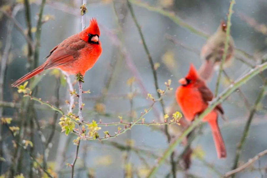 Spiritual Meanings of 2 Red Cardinals Together (Great Signs)