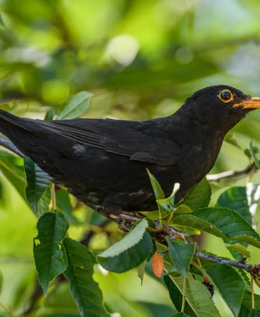 Spiritual Meanings of Blackbird