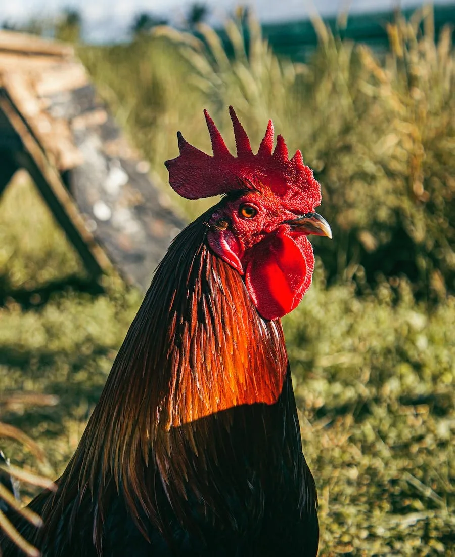 Spiritual Meanings of Rooster