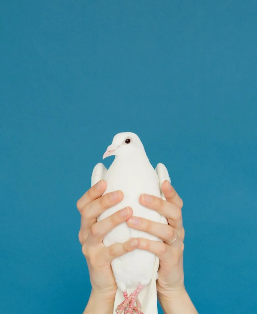 Spiritual Meanings of Seeing a White Pigeon