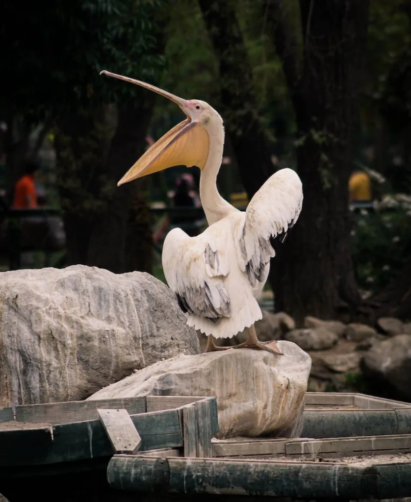 Spiritual Meanings of a Pelican Crossing Your Path