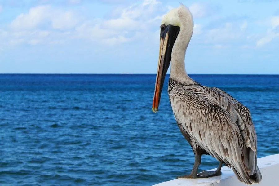 Spiritual Meanings of a Pelican Crossing Your Path (Good)